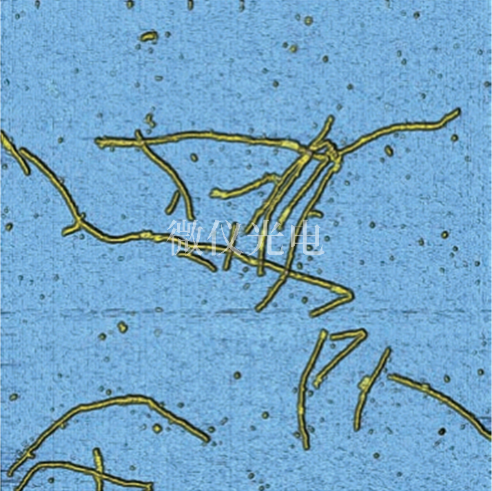 原子力顯微鏡下DNA.png